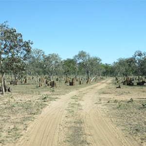 Track through termite mounds