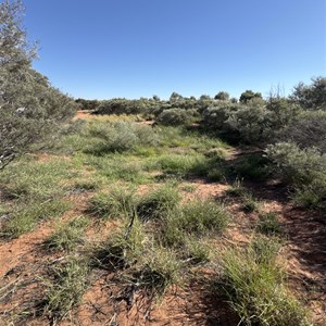 Billowaggi Native Well