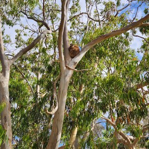 Koala in wild