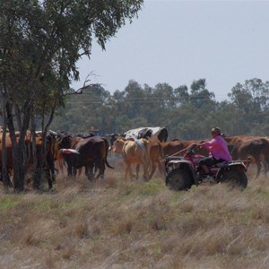 MUSTERING ON THE TOWN COMMON