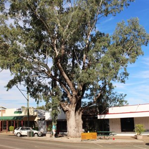 The Leichhardt Tree in Taroom's main street