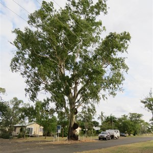 Oldest tree in town