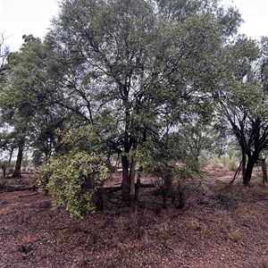 Ooline Park