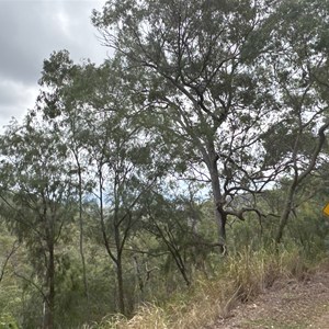 Blackman Gap