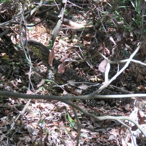 Goannas galore along lighthouse walk