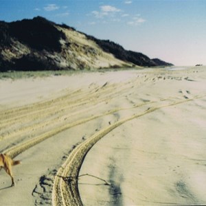 dingo on the main beach to Orchid