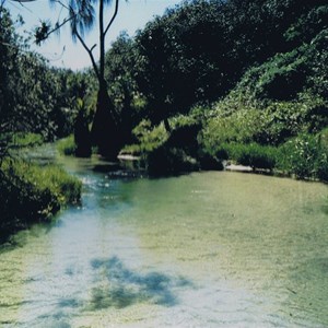 Eli creek is a favourite day trip from Orchid