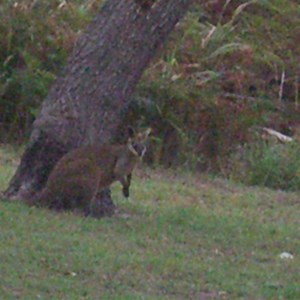 wallaby at Waddy Lodge