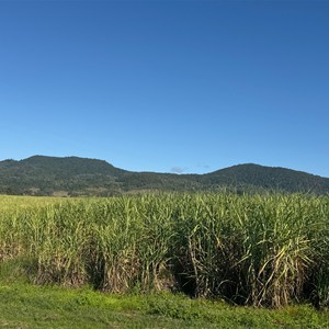 Mount Bauple