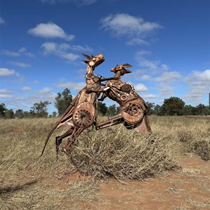 Fighting Red Kangaroos