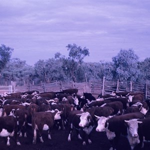 cattle in Caiwarro yards 1968