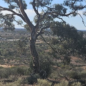 Lions Lookout