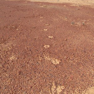 Hoofprints catch blown sand