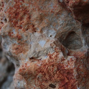 Shell remnants in the karst