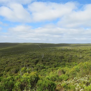 Resilient bush 5 years after fires