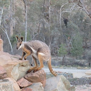 Rock wallaby