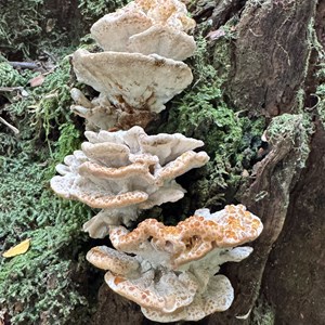 Creepy Crawly Nature Walk