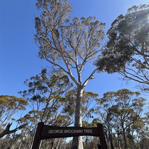 George Brockway Tree