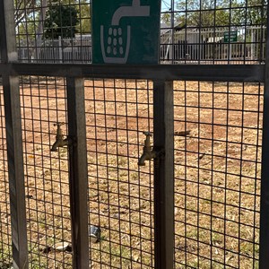 Dump Point & Water - Halls Creek