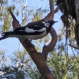 Three Mile Pool / Ashburton River Camp