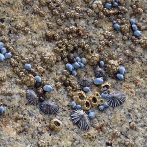 Colourful shells