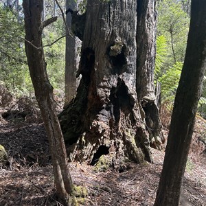 Old Man of the Forest