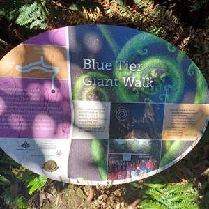 Blue Tier Big tree-Giant walk