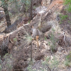 Yellow footed rock wallaby at Warren gorge