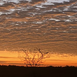 Seven Emu Station Camp