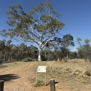 Ghost Gum