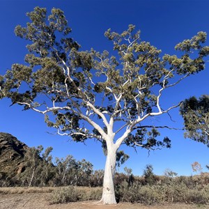 Ghost Gum