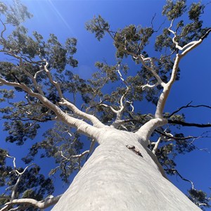 Ghost Gum