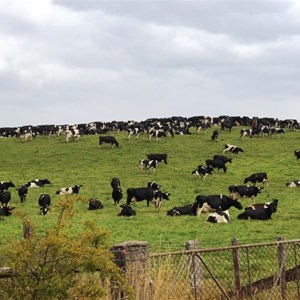 Dairy cattle neat Latrobe
