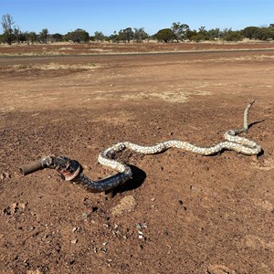 Sculpture Trail Rainbow Serpant
