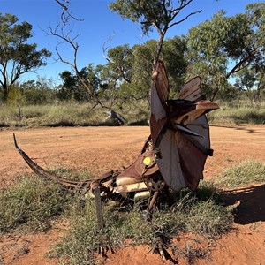 Frilled necked lizard