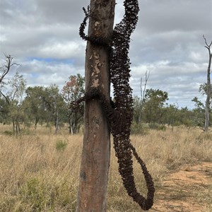 Goanna sculpture