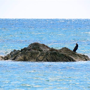 Shag on a rock