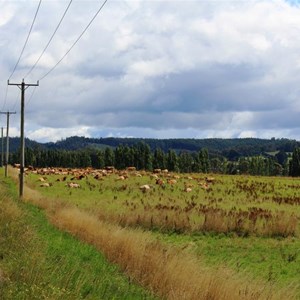 Dairy herd near Ringarooma