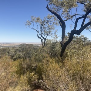 Ironbark Lookout