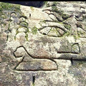 Gosford Cliffs Glyphs