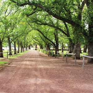 The avenue of Elms
