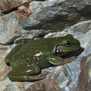 Great Western Mine