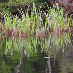 Riverside reeds