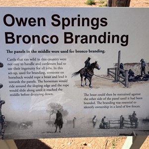 Owen Springs Bronco Branding