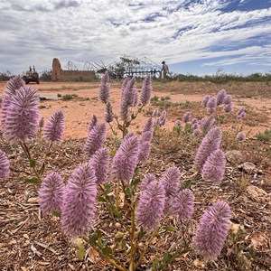 Shearing Shed ruins