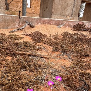 Shearing Shed ruins