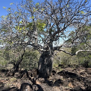 Bottletree Ridge Lookout