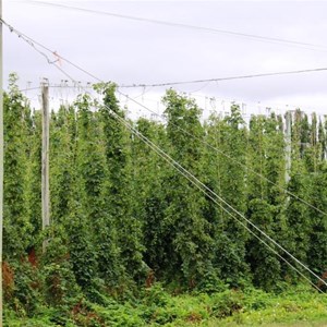 A closer view of hop production