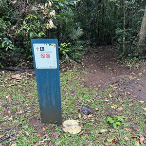 Rainforest Walk Trail