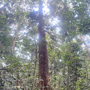 Birrar (red tulip oak) Walking Track